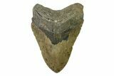 Serrated, Fossil Megalodon Tooth - North Carolina #338592-1